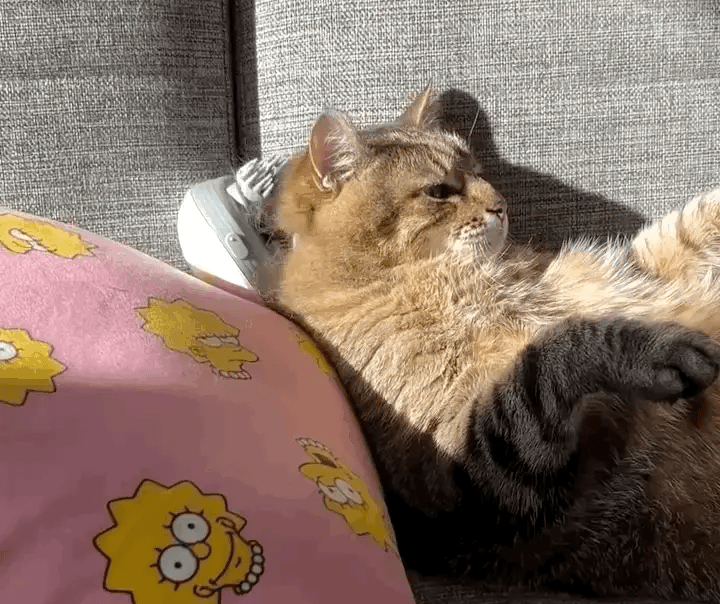 PawRelief™ – Pet Anxiety Soothing Massager