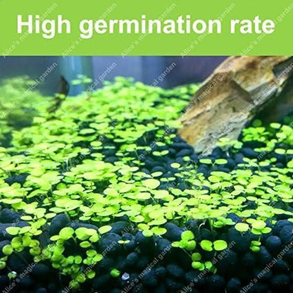 Aquatic Double Leaf Aquarium Plants  Seeds