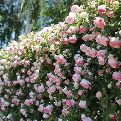 Rare Climbing Rose Seeds