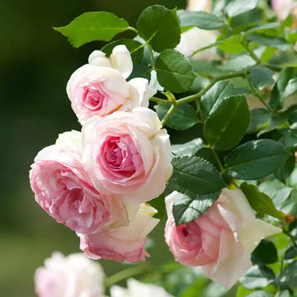 Rare Climbing Rose Seeds