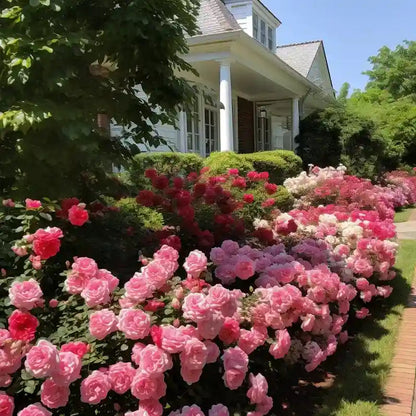 Rare Climbing Rose Seeds