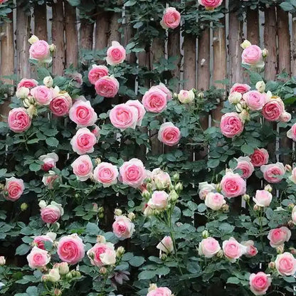 Rare Climbing Rose Seeds