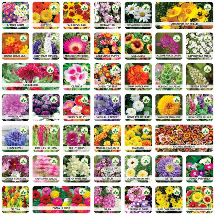 Premium Flower Seeds (Pack of 100) + FREE Plant Growth Supplement